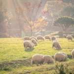 travel #pic #photo #instagood #l4l #f4f #r4r #animal #healing #hyvaafinland #양떼목장 #홍천여행 #… | Instagram posts, Instagram, Animals