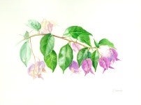 Pin by BongAe Song on 보태니컬 아트 | Science art, Watercolor, ink, Art