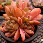 스타마크(E. Starmark) - 다육식물(Succulents) - 2023 | 다육 식물