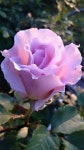Pin by 성실공인중개사사무소 on flowers