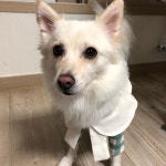 ilike  아이라이크도그캐주얼  체크원피스  예뻐  금요일  주말  태풍온대  17호태풍타파  훠이훠이  멍… | Corgi, Animals, Instagram posts