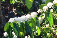 Boutique Kona Coffee Farm - Barracuda Coffee - Captain Cook, Kona Hawaii | 커피 꽃