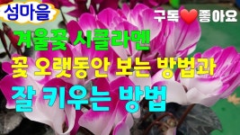 Pin by 성우 김 on 약초 in 2023