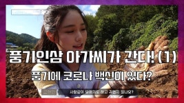 풍기인삼 아가씨가 간다 1편 _ 개삼터편 풍기인삼의 역사에 대해 배우고 직접 인삼캐기 현장 체험까지 방송보러가기 - #풍기 #인삼 #풍기인삼... 