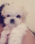 강아지#댕댕이#소통#fallow#ootd#daily#dog  울이쁜오이 아가 때  . . #반려견#이쁘니#공주#말티즈그램#인스타그… (With images) | Dogs... 