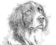 Custom pet portrait, dog portrait, custom dog portrait, custom portrait, pet portrait custom, custom pencils portrait pencil... 