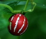 농작물에 있는 규선 주님의 핀 | 농장, 식물, 채소