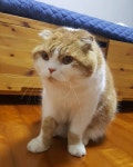 고양이  스코티시폴드  cat  scottishfold | Cats, Animals, Instagram posts
