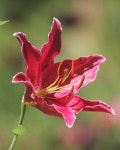 #lily #botanical_garden #botanicalartist #botanicalart #식물원 #보타니컬아트 #꽃그림 #덥다더워 | Flowers, Floral, Rose