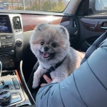 [New] The 10 Best Home Decor (with Pictures) -  엄마가 세상에서 젤쥬아 엄마 껌딱지탄 . . . . . . . . #강아지#개린이#반려견#아기#포메라니안... 