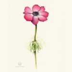 Flowers Gallery — Botanical Artist & Illustrator, Learn to draw Art Books, Art Supplies, Workshops | 색연필 그림, 그림, 색연필