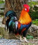 le coq de la France. Looks just like my rooster Mr. Woods. | 수탉, 예쁜 새들, 개 그림