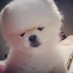 굿나잇 로리장쿤님 #굿나잇 #멍스타그램 #도그스타그램 #반려견 #포메라니안 #포메 #dogstagram #dog #pomeranian #pom | Dogs... 