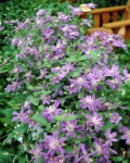 Clematis Arabella • Plants & Flowers • 99Roots.com(이미지 포함) | 클레마티스