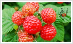 2018년 고창 해풍복분자 언제 만날 수 있을까?