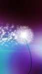 Make a wish iPhone background | 민들레, 배경