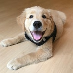 So happy!! #LabradorRetriever | 강아지