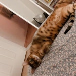 생동감 오져따   고양이  냥스타그램  캣스타그램  펫스타그램  고양이그램  냥이  반려묘  뱅갈  cat  catstagram  pet... 