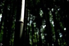 2005/09/02  담양(이미지 포함)