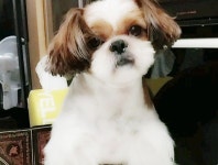 Shih tzu-toto(이미지 포함)