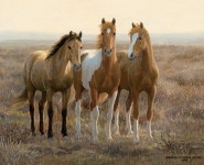 Lang | October 2014 Wallpaper Covers | Fillies And Colts | 동물