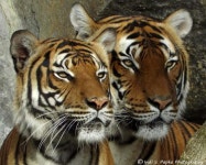 Tigers | 동물