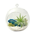•플랜테리어 Terrarium 으로 나만의 아늑한 실내정원 만들기! : 네이버 블로그 | Air plant terrarium, Air plants, Terrarium