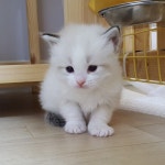 Pin on 렉돌 Rag doll - 폴집사