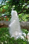 White PeaCock | 동물 농장, 공작새 깃털