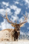 Mountain Elk | 사슴