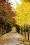 [경주 여행]가을빛에 물든 경상북도 산림환경연구원 | Country roads, Country, Life