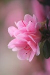 Pin de 성실공인중개사사무소 em flowers | Rosas, Imagens maravilhosas