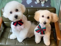 멍뭉이  like  daily   … | Maltipoo, Dogs, Instagram posts... 멍뭉이  like  daily   … | Maltipoo, Dogs, Instagram posts