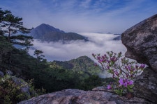 Flowers growing between the rocks. - 충북 옥천 장룡산.