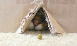Lulu smell treat 루루 냠냠이