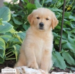 Golden Retriever Puppy for Sale in Pennsylvania | 골든 리트리버