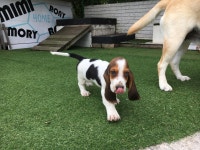 반려견,바셋하운드 | 바셋하운드