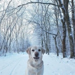 《#犬 #雪 #森 #冬 #ラブラドール  #きれい #개 #겨울 #눈 #숲 #래브라도 #예쁘다 #dog #snow #winter #forest #labrador》 | 래브라도