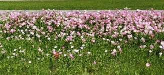 Texas wild flowers | 조경