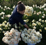 가든에 있는 선화 오님의 핀