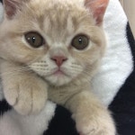 #3 #instagood #instadaily #일상스타그램 #日常 #instagram #냥스타그램 # #猫 #모찌 #cat #kitty #고양이 #아깽이  안뇽? #3... 