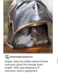 Pin by dam on 냥 | Cute funny animals