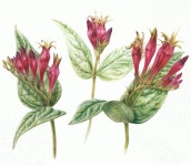 Pin by 명남 한 on 보타니컬아트 | Botanical art, Botanical illustration, Watercolor flowers