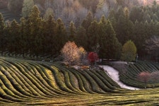 보성 가볼만한곳 대한다원의 아름다운 가을 | 사계절, 가을