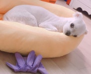 Watch the Best YouTube Videos Online -  산책 후 도도한 자세로 #낮잠 #코코넨네 #쿨쿨 잠 #멍스타그램 #개스타그램 #강아지... 