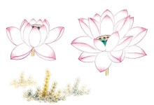 기초부터 차근차근 8 : 네이버 블로그 | 그림, 꽃 그리기, 목련