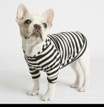 반려동물_  의상_ 캐쥬얼1에 있는 명섭 서님의 핀 | 의상