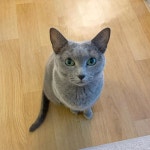 2020!! 해피뉴이어! #cat #cats #catstagram #catsofinstagram #고양이 #냥스타그램  #러시안블루 #happynewyear - 2020