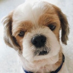 돌멩이 달랭이 다 필요 없다 시골에선 그냥 개  돌멩이 달랭이 다 필요 없다 시골에선 그냥 개 | Dogs, Animals