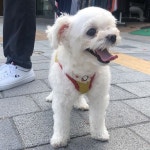 털 깎으러 가는 길 . . . #뭉치 #멍뭉이 #댕댕이 #강아지 #반려견 #멍멍이 #멍스타그램 #강아지 #개 #개스타그램 #견스타그램 #말티즈 #푸들... 